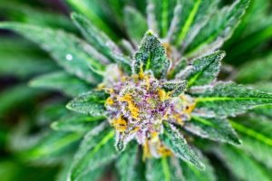 Weed: Unlocking the Secrets of this Mysterious Plant - Hotgrass