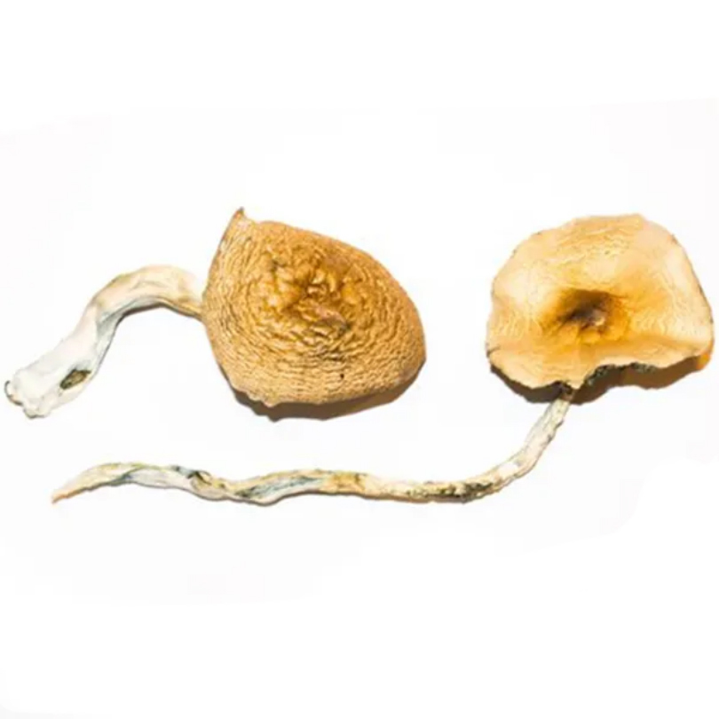 Golden Teacher Magic Mushrooms from hotgrass.ca