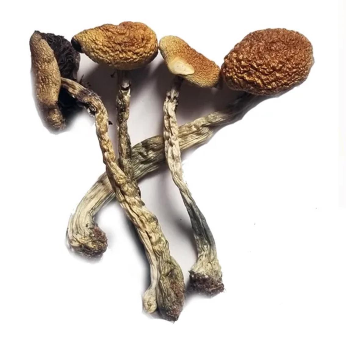 Z-strain magic mushrooms from hotgrass.ca