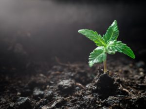 Cannabis purifying the world's soil