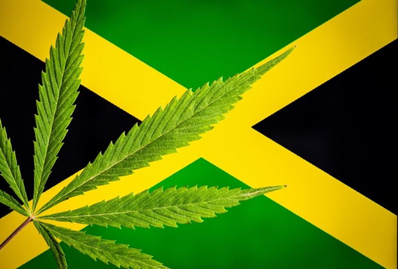 Jamaica flag with weed l