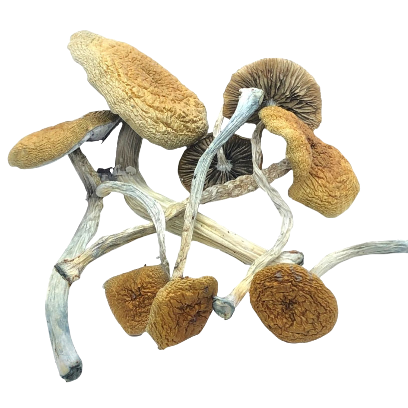 Mazatapec Magic Mushrooms from HotGrass.ca