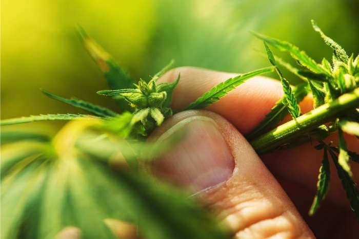 Cannabis farmer pheno-hunting