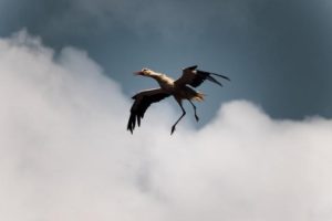 a stork representing the "cannibis"