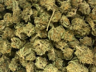 White Widow growers loss sativa cannabis strain