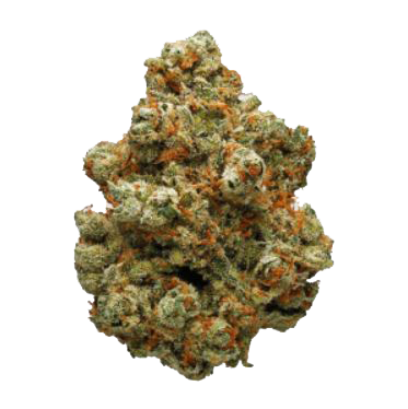 Dino Breath marijuana nugget from hotgrass.ca