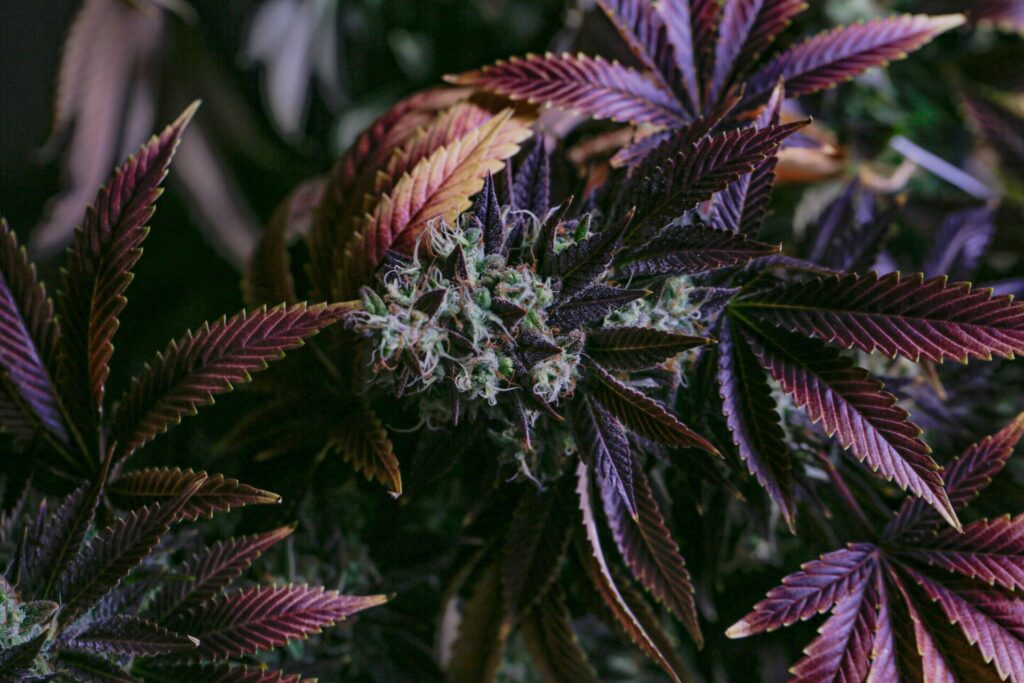 northern lights cannabis plant
