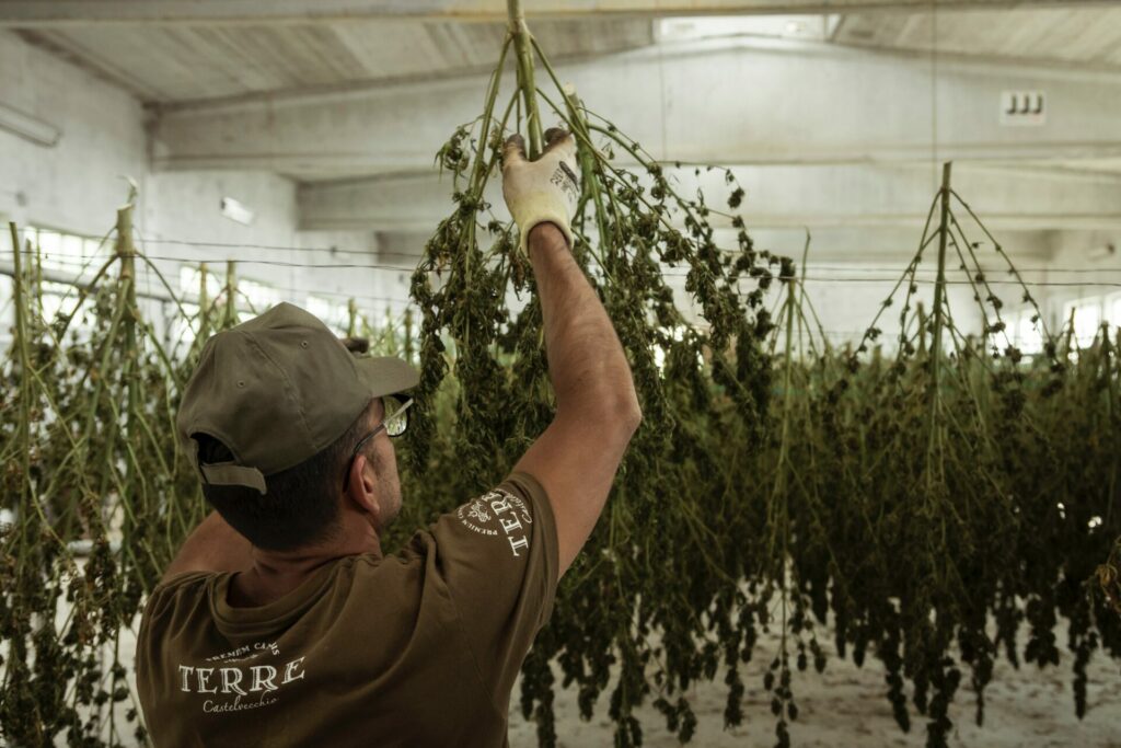 man curing cannabis by hanging it