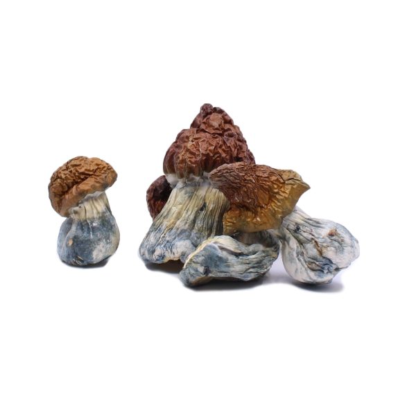 Blue Pulaski Mushrooms