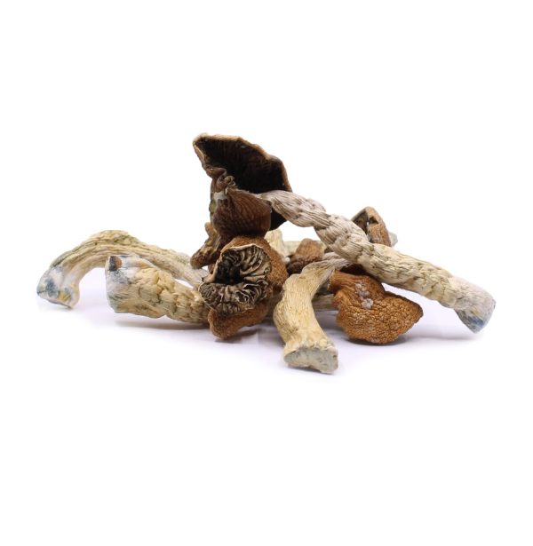 Golden Teacher Mushrooms