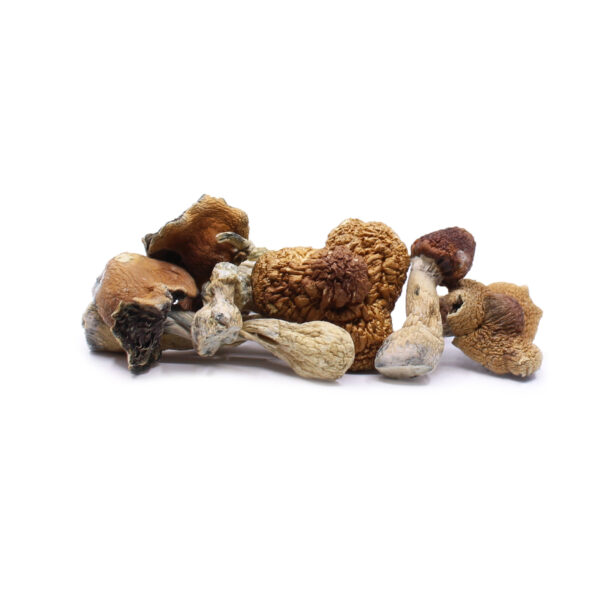 Florida White Mushrooms